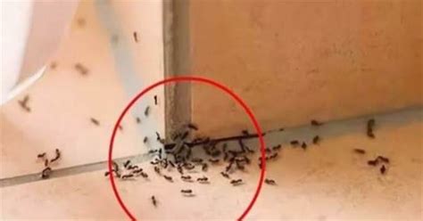 手機號碼及凶 家裡突然出現大量螞蟻